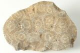 Polished Fossil Coral (Actinocyathus) Head - Morocco #202536-1